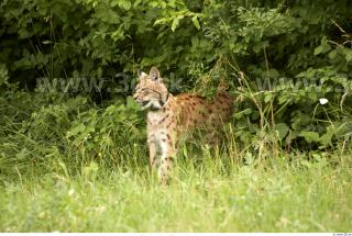 Bobcat