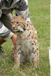 Upper Body Bobcat