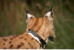 Head Bobcat