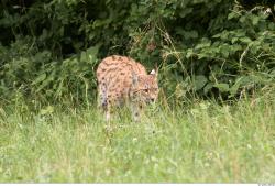 Whole Body Bobcat