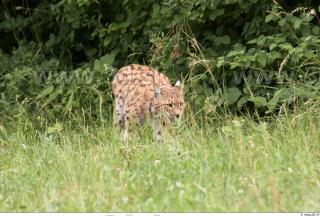 Bobcat