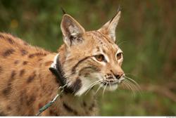 Head Bobcat