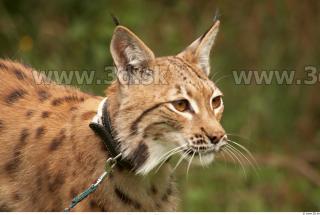 Bobcat