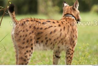 Bobcat