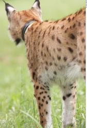 Upper Body Bobcat