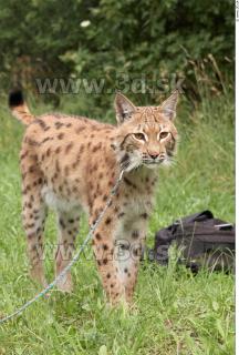 Bobcat