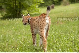 Bobcat