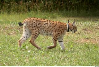 Bobcat