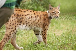 Bobcat