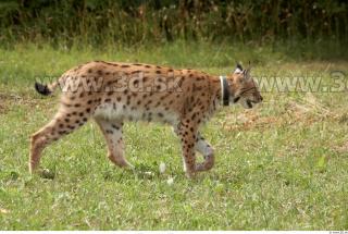 Bobcat