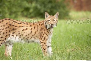 Bobcat