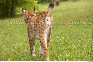 Bobcat