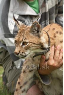 Bobcat