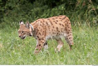 Bobcat