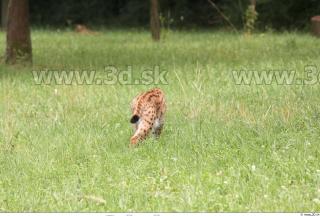 Bobcat