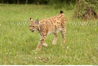 Bobcat