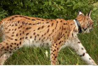 Bobcat