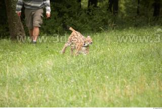 Bobcat