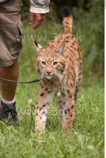 Bobcat