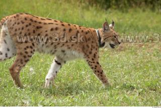 Bobcat