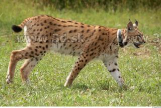 Bobcat