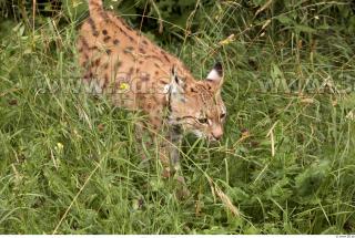 Bobcat