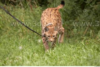 Bobcat