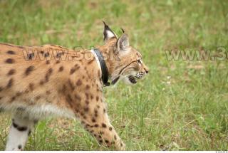 Bobcat