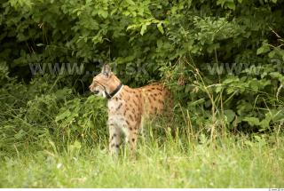 Bobcat