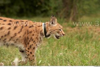 Bobcat