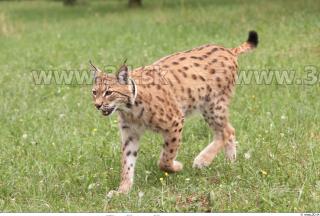 Bobcat