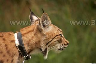 Bobcat