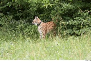 Bobcat