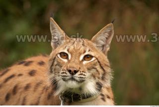 Bobcat