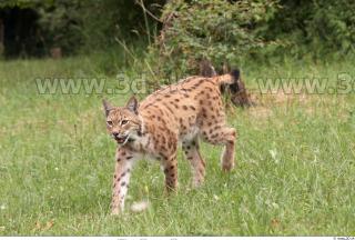 Bobcat