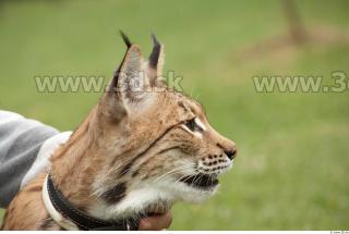 Bobcat