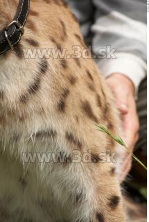 Bobcat