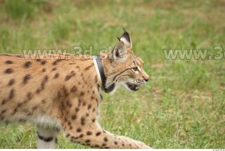 Bobcat