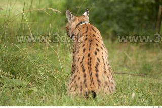 Bobcat