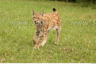 Bobcat