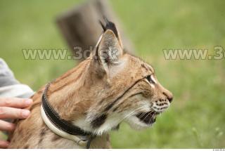 Bobcat