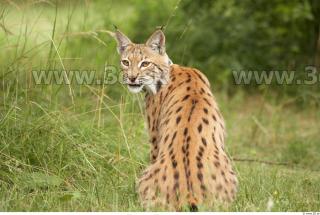 Bobcat