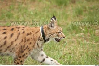 Bobcat