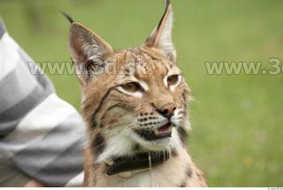 Bobcat