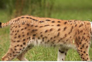 Bobcat