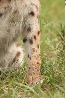 Bobcat