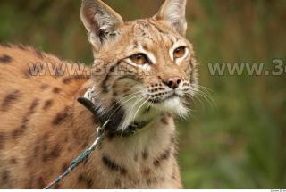 Bobcat