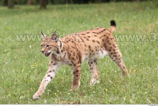 Bobcat