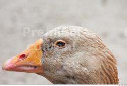 Head Goose