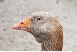 Head Goose